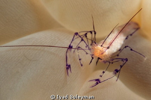 Bubble coral shrimp by Iyad Suleyman 